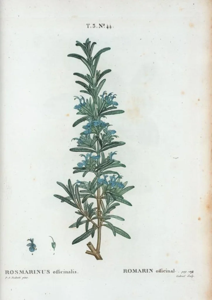 An illustration from Nouveau Duhamel, 1801, leaf 178