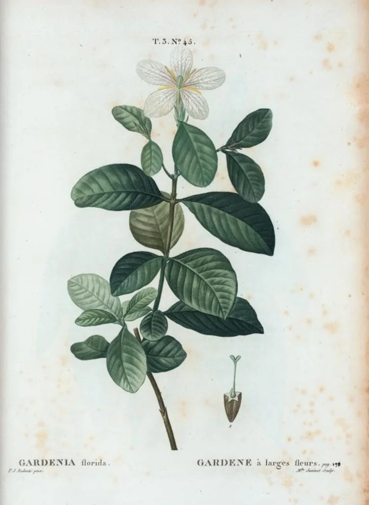An illustration from Nouveau Duhamel, 1801, leaf 179