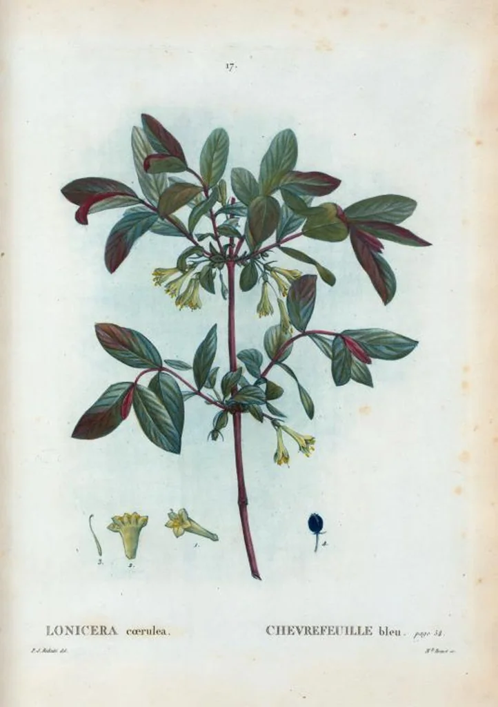 An illustration from Nouveau Duhamel, 1801, leaf 18