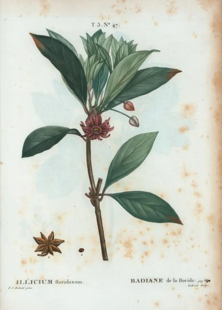 An illustration from Nouveau Duhamel, 1801, leaf 181