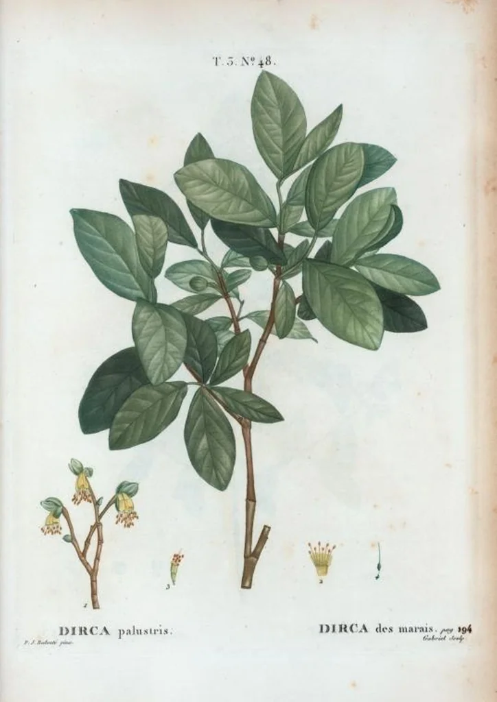 An illustration from Nouveau Duhamel, 1801, leaf 182