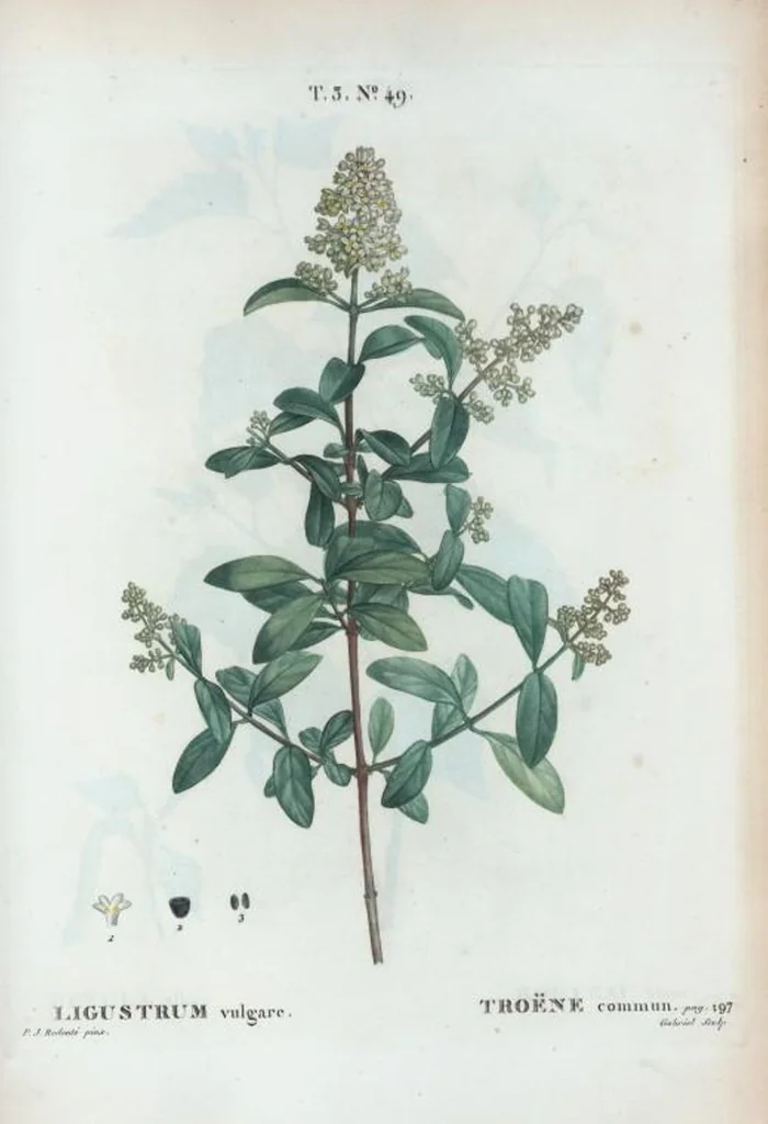 An illustration from Nouveau Duhamel, 1801, leaf 183