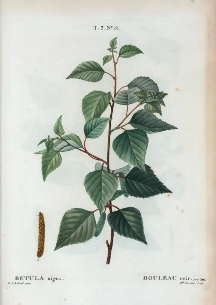 An illustration from Nouveau Duhamel, 1801, leaf 185