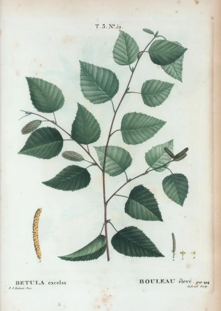 An illustration from Nouveau Duhamel, 1801, leaf 186