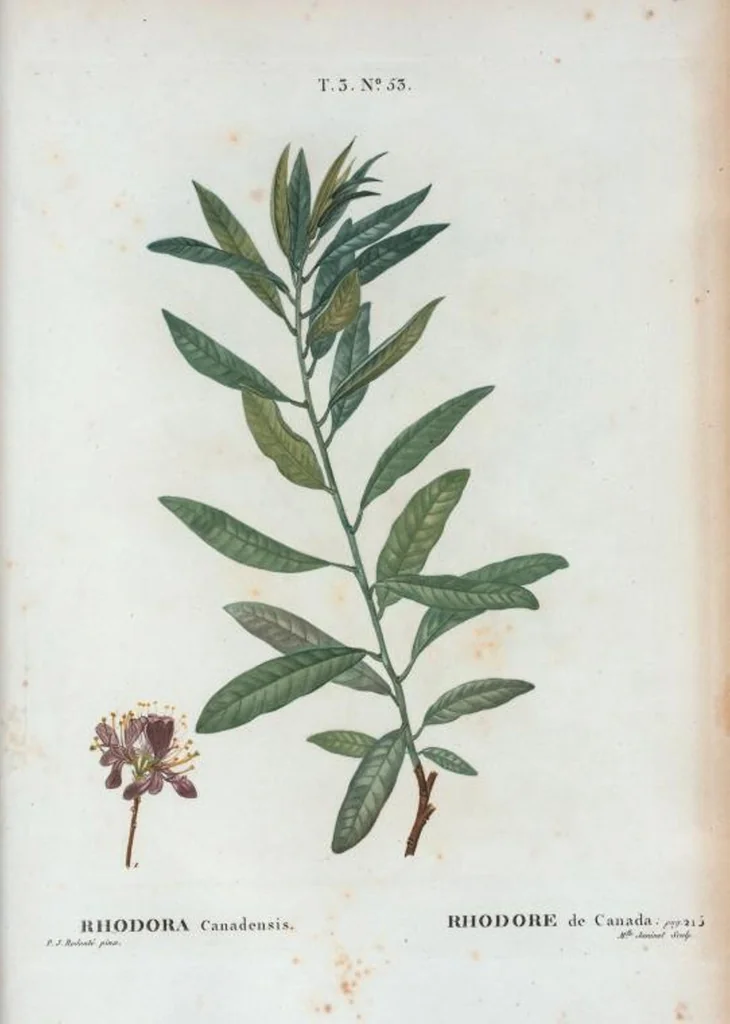 An illustration from Nouveau Duhamel, 1801, leaf 187