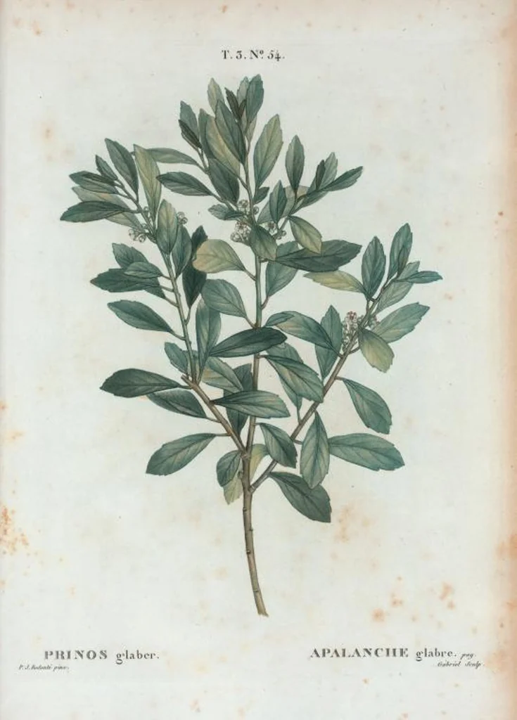 An illustration from Nouveau Duhamel, 1801, leaf 188