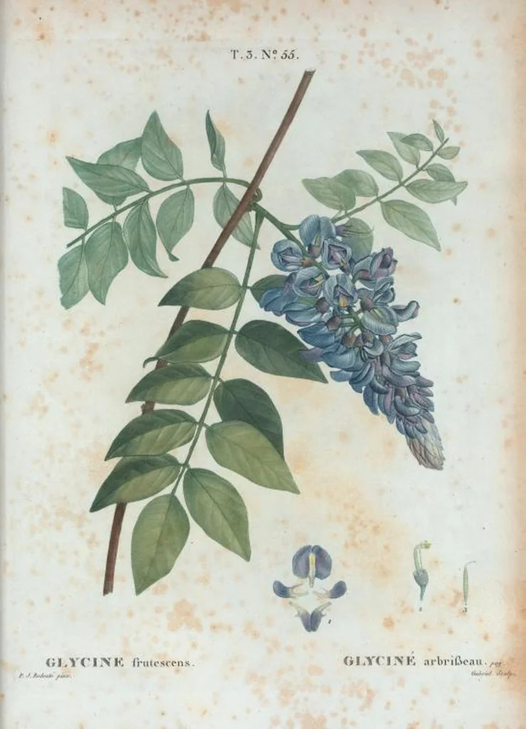 An illustration from Nouveau Duhamel, 1801, leaf 189