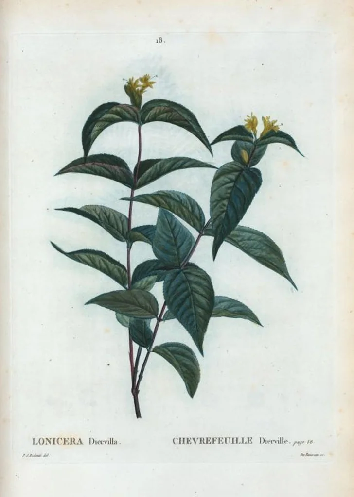 An illustration from Nouveau Duhamel, 1801, leaf 19