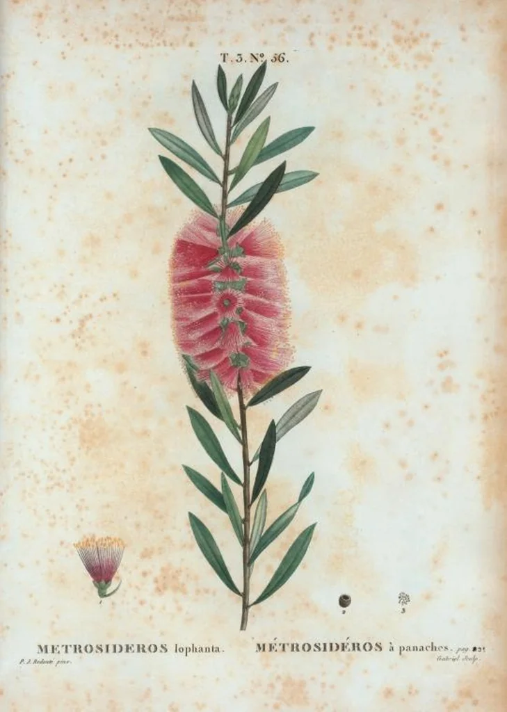 An illustration from Nouveau Duhamel, 1801, leaf 190