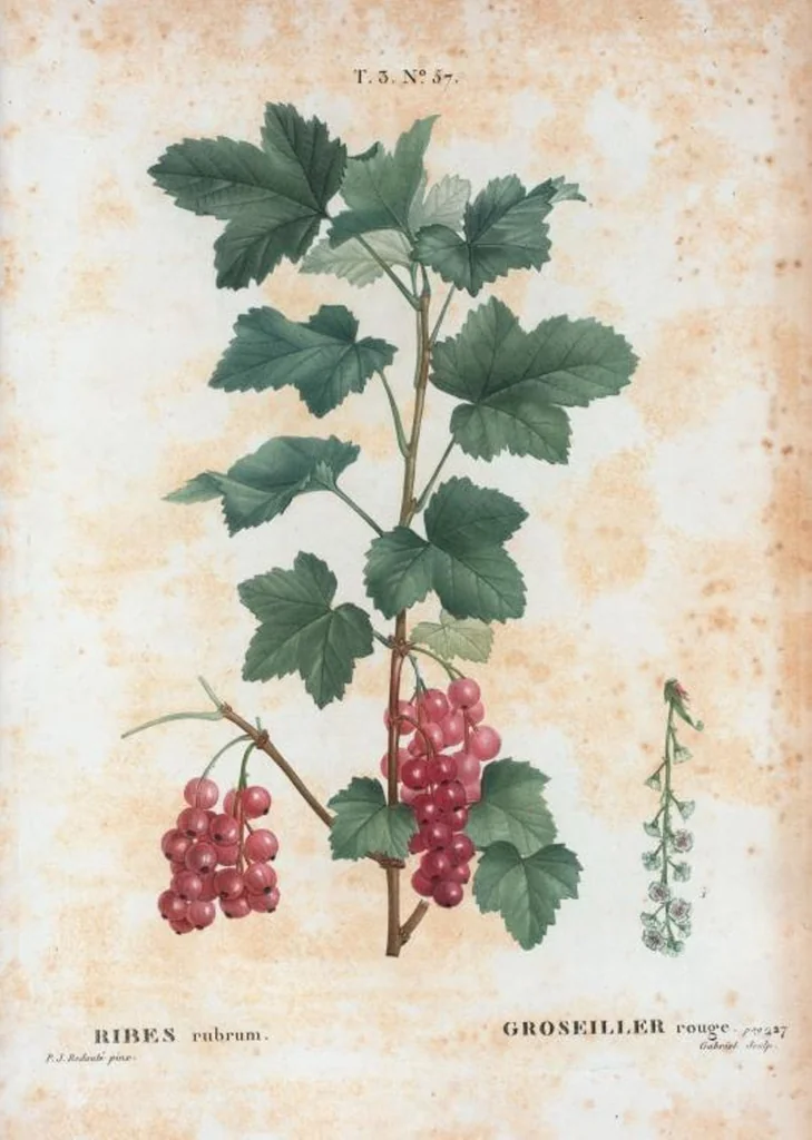 An illustration from Nouveau Duhamel, 1801, leaf 191