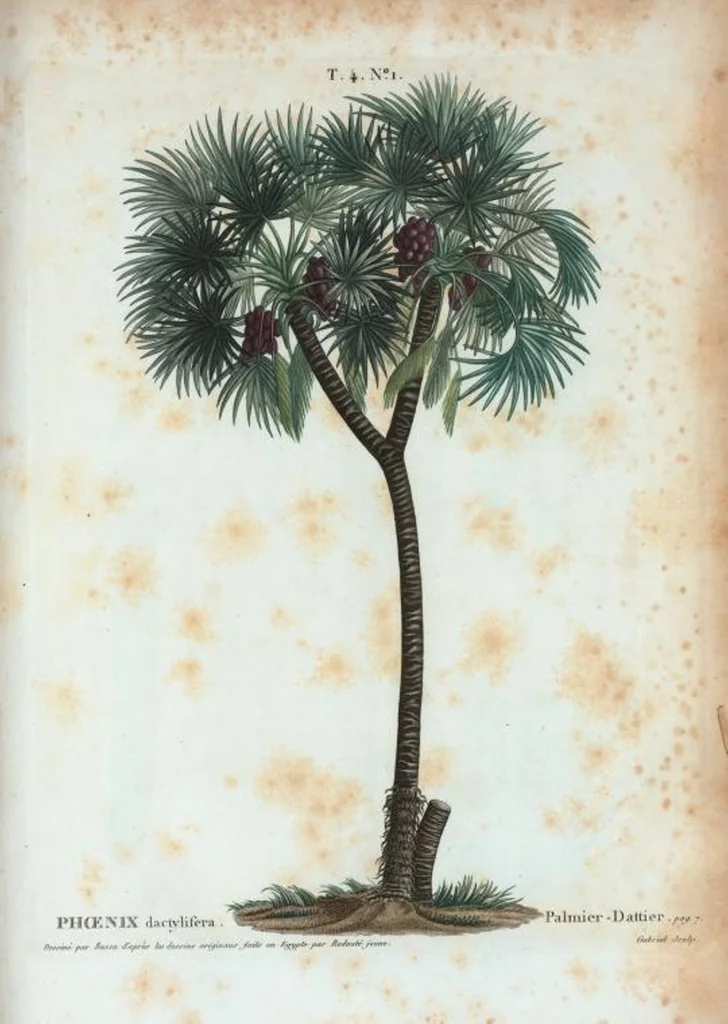 An illustration from Nouveau Duhamel, 1801, leaf 194