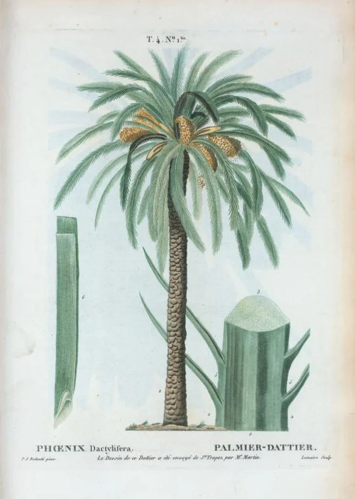 An illustration from Nouveau Duhamel, 1801, leaf 195