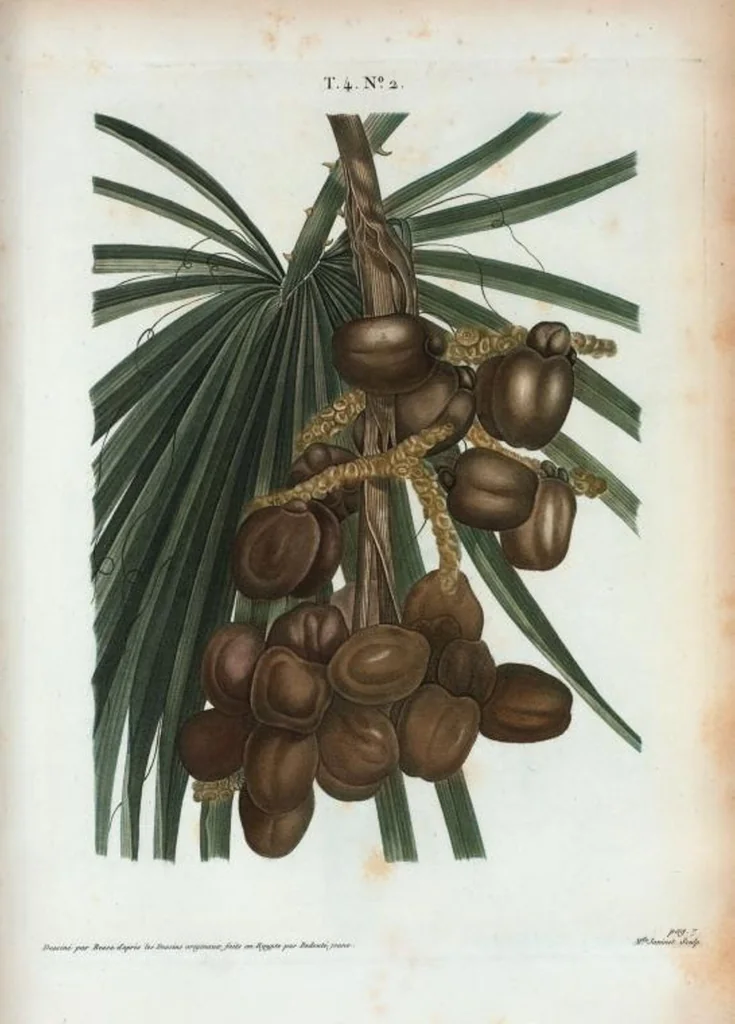 An illustration from Nouveau Duhamel, 1801, leaf 196