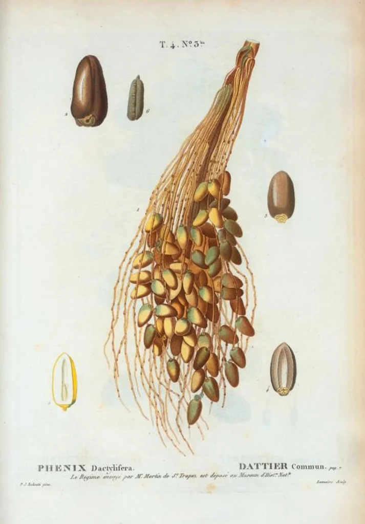 An illustration from Nouveau Duhamel, 1801, leaf 199