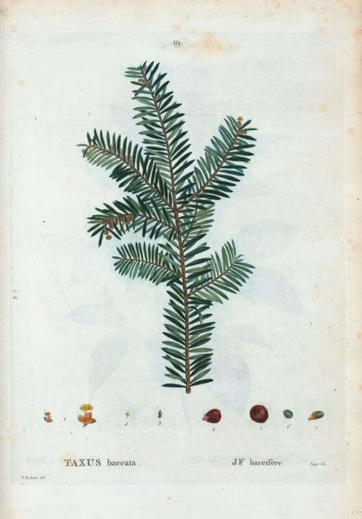 An illustration from Nouveau Duhamel, 1801, leaf 20