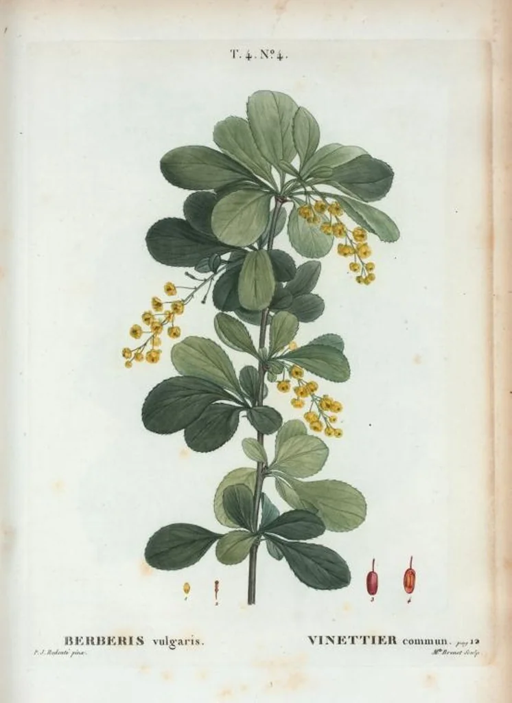 An illustration from Nouveau Duhamel, 1801, leaf 200