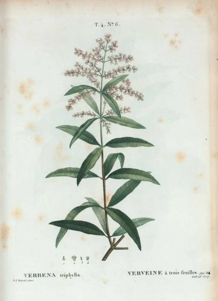 An illustration from Nouveau Duhamel, 1801, leaf 202