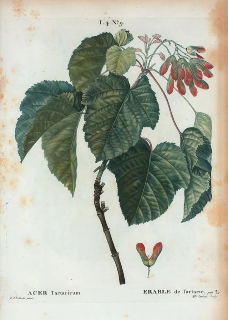 An illustration from Nouveau Duhamel, 1801, leaf 205