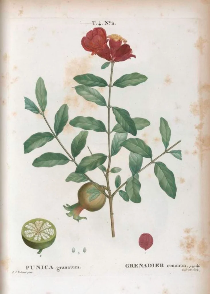 An illustration from Nouveau Duhamel, 1801, leaf 207