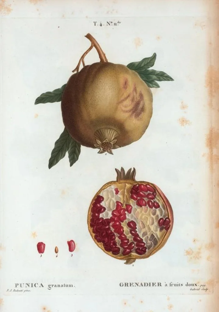 An illustration from Nouveau Duhamel, 1801, leaf 208