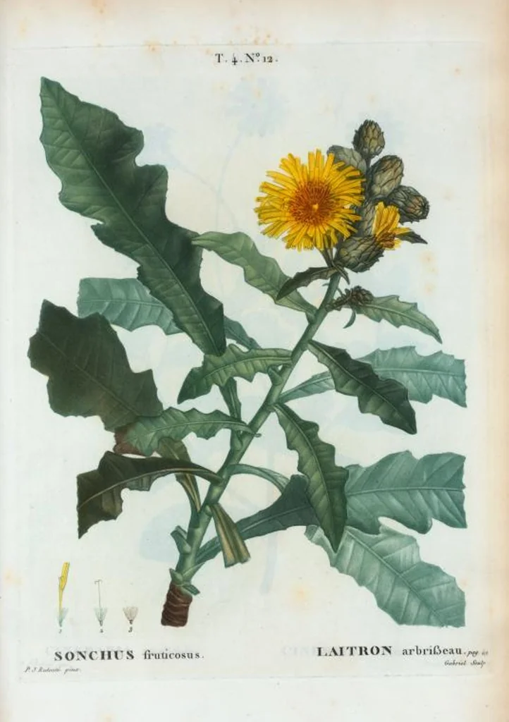 An illustration from Nouveau Duhamel, 1801, leaf 209