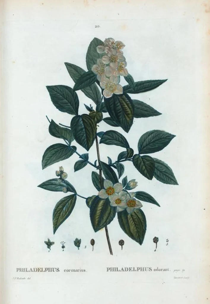 An illustration from Nouveau Duhamel, 1801, leaf 21