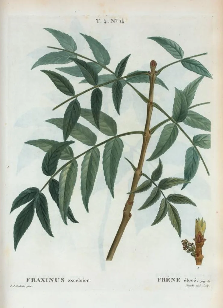 An illustration from Nouveau Duhamel, 1801, leaf 211