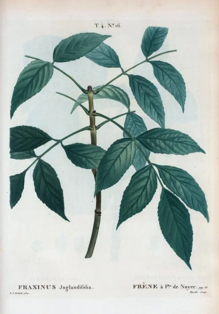 An illustration from Nouveau Duhamel, 1801, leaf 213