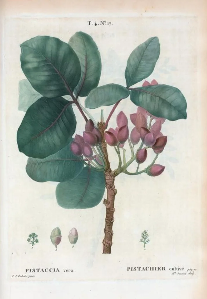 An illustration from Nouveau Duhamel, 1801, leaf 214