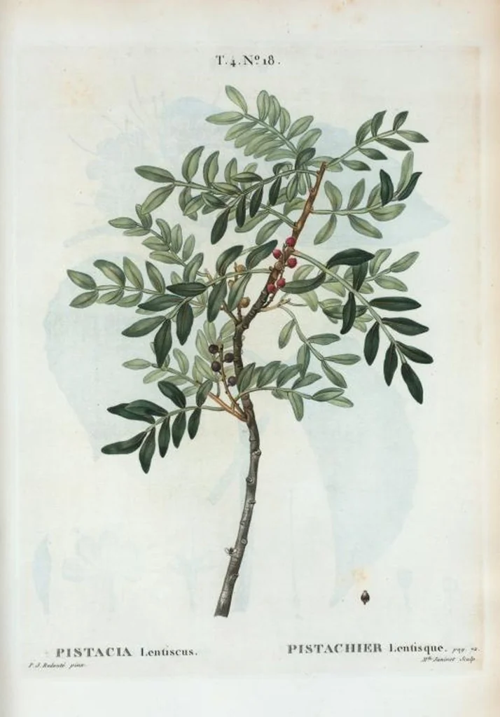 An illustration from Nouveau Duhamel, 1801, leaf 215