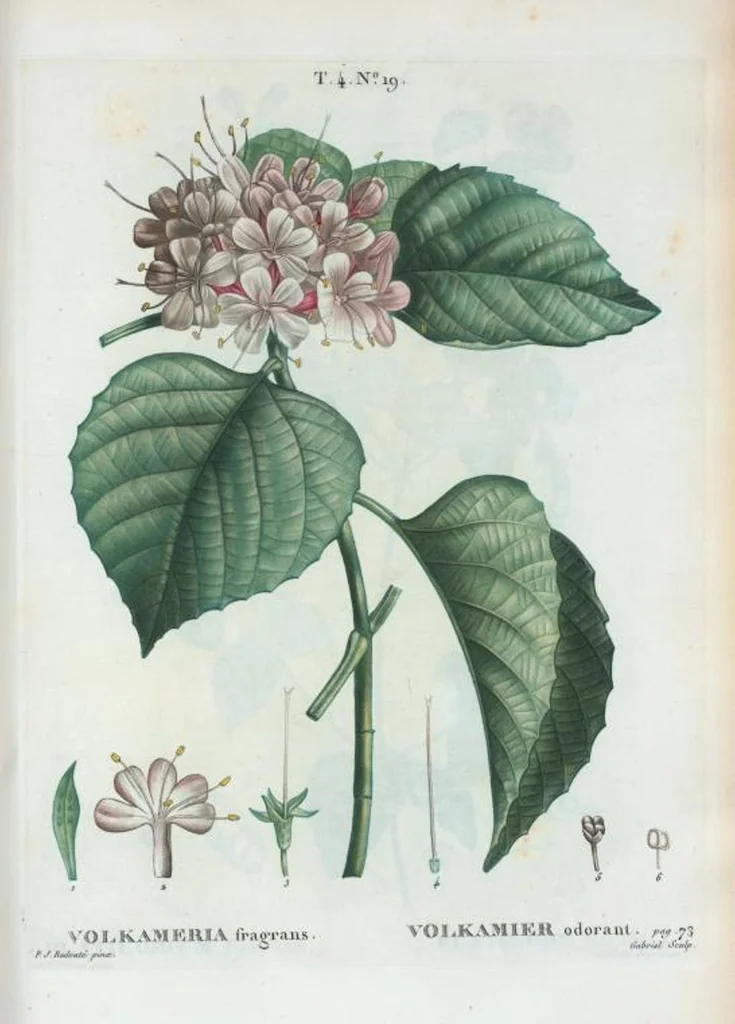 An illustration from Nouveau Duhamel, 1801, leaf 216