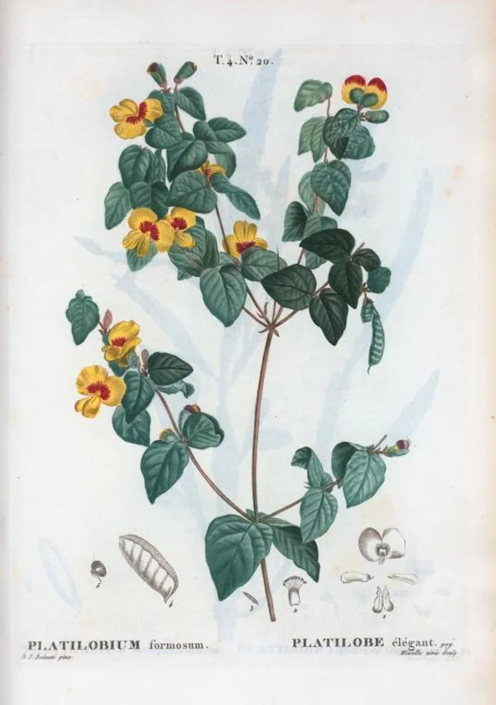 An illustration from Nouveau Duhamel, 1801, leaf 217