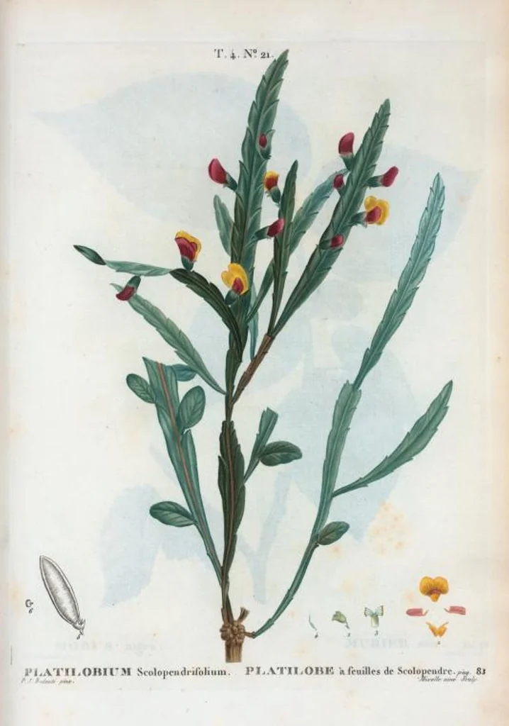 An illustration from Nouveau Duhamel, 1801, leaf 218