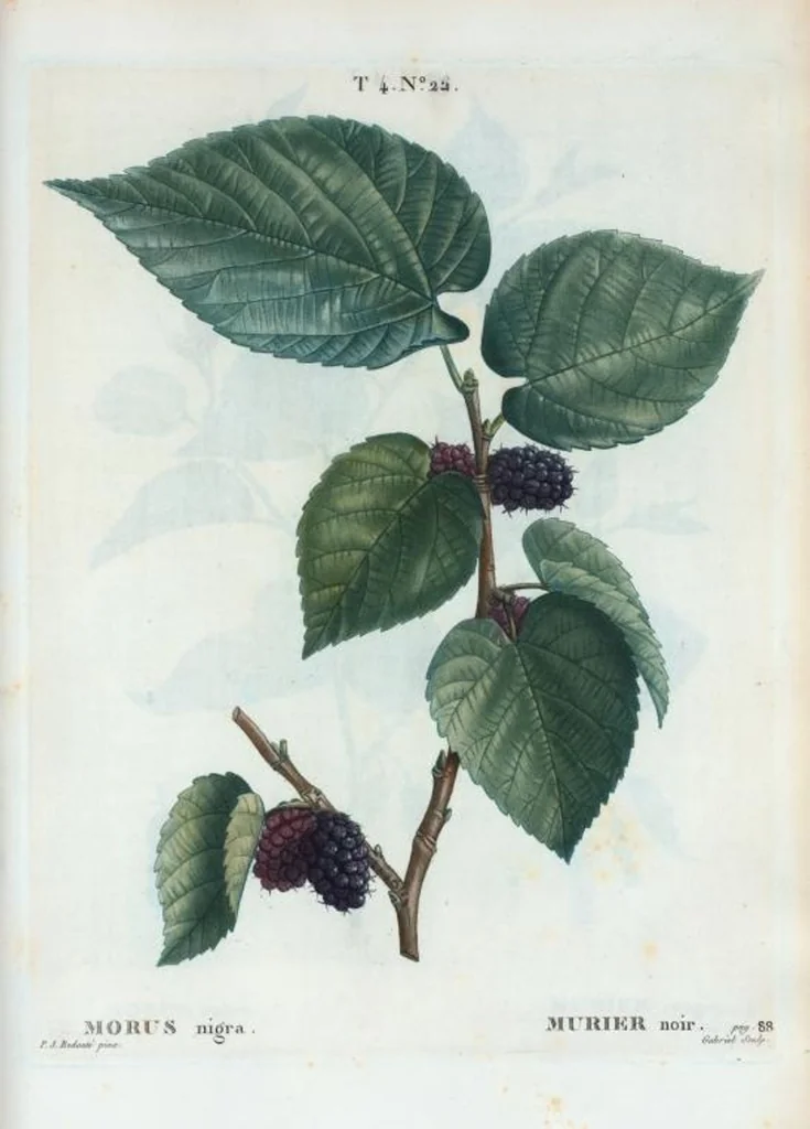 An illustration from Nouveau Duhamel, 1801, leaf 219