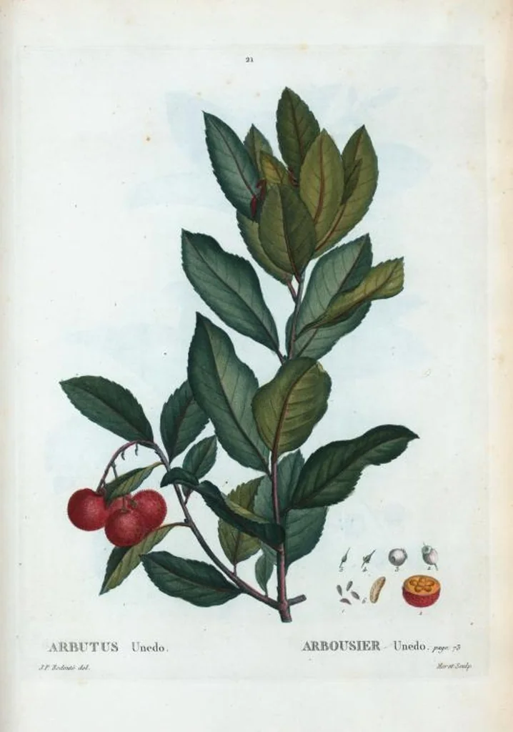 An illustration from Nouveau Duhamel, 1801, leaf 22