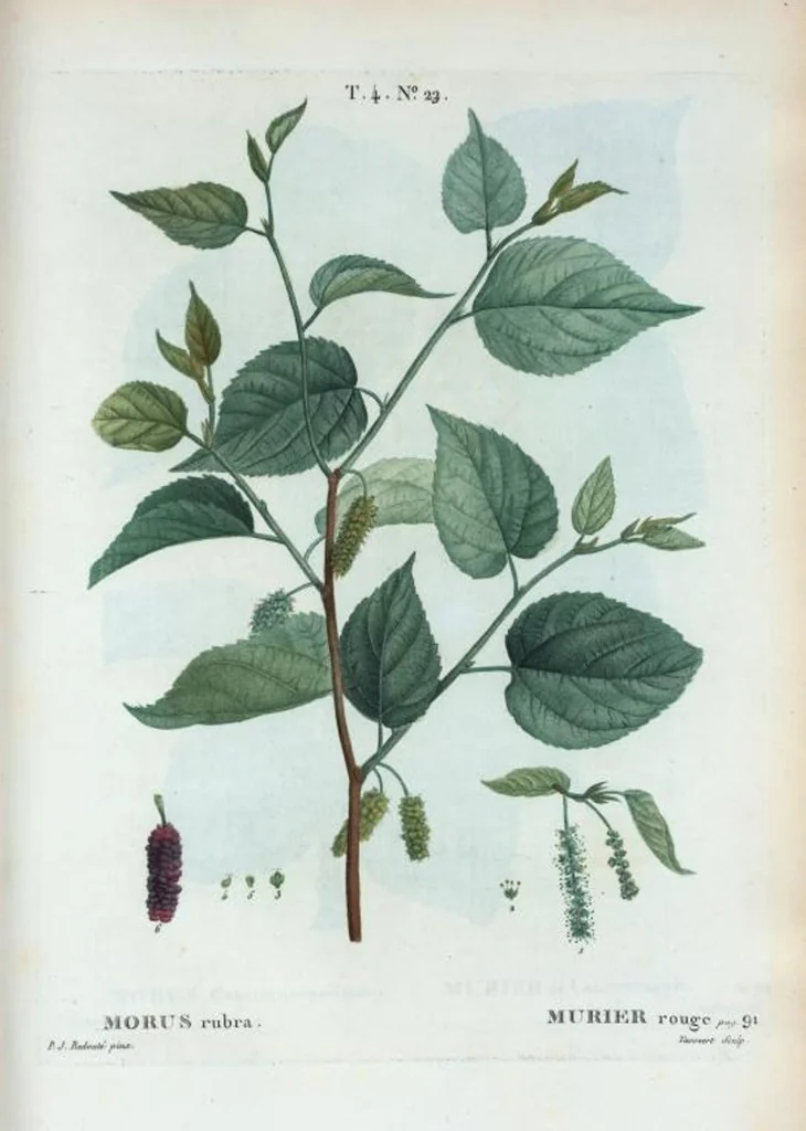 An illustration from Nouveau Duhamel, 1801, leaf 220