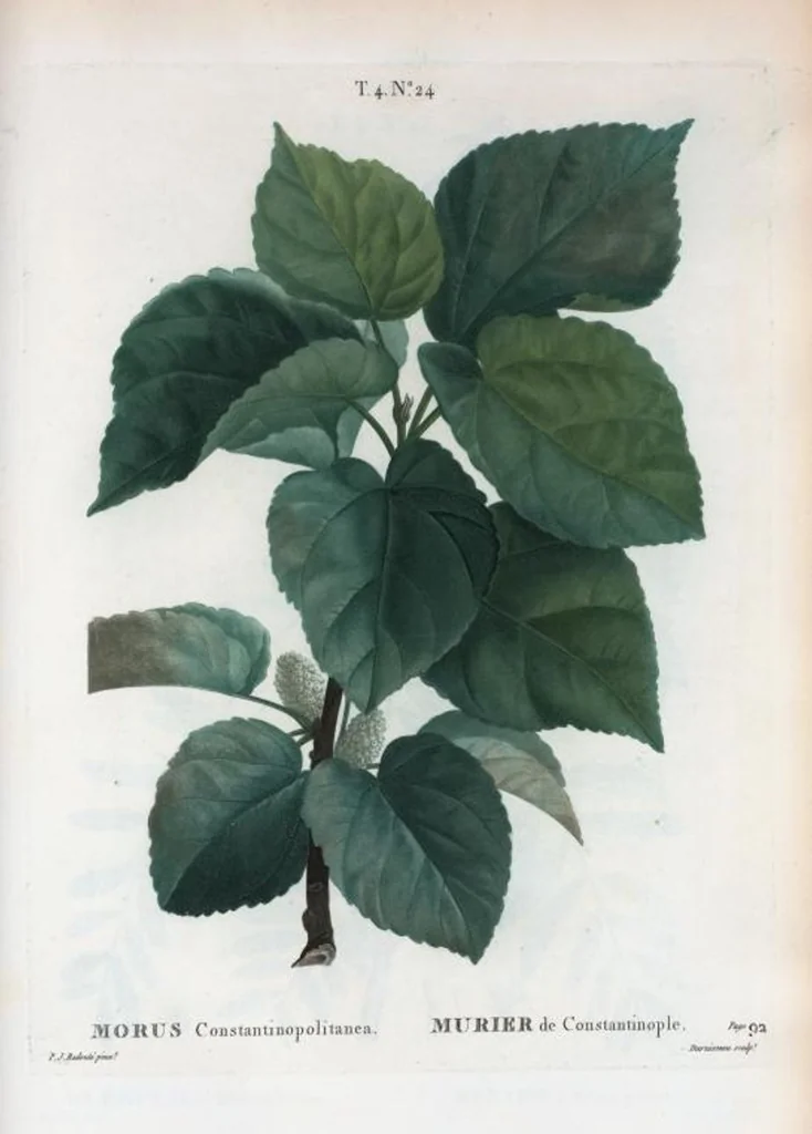 An illustration from Nouveau Duhamel, 1801, leaf 221