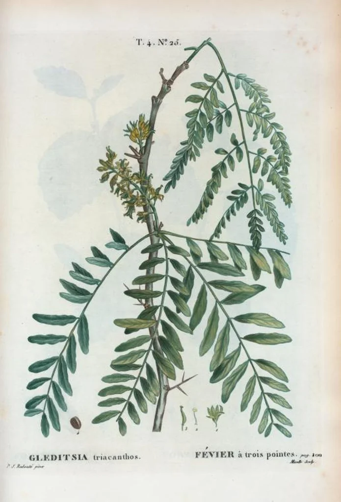 An illustration from Nouveau Duhamel, 1801, leaf 222