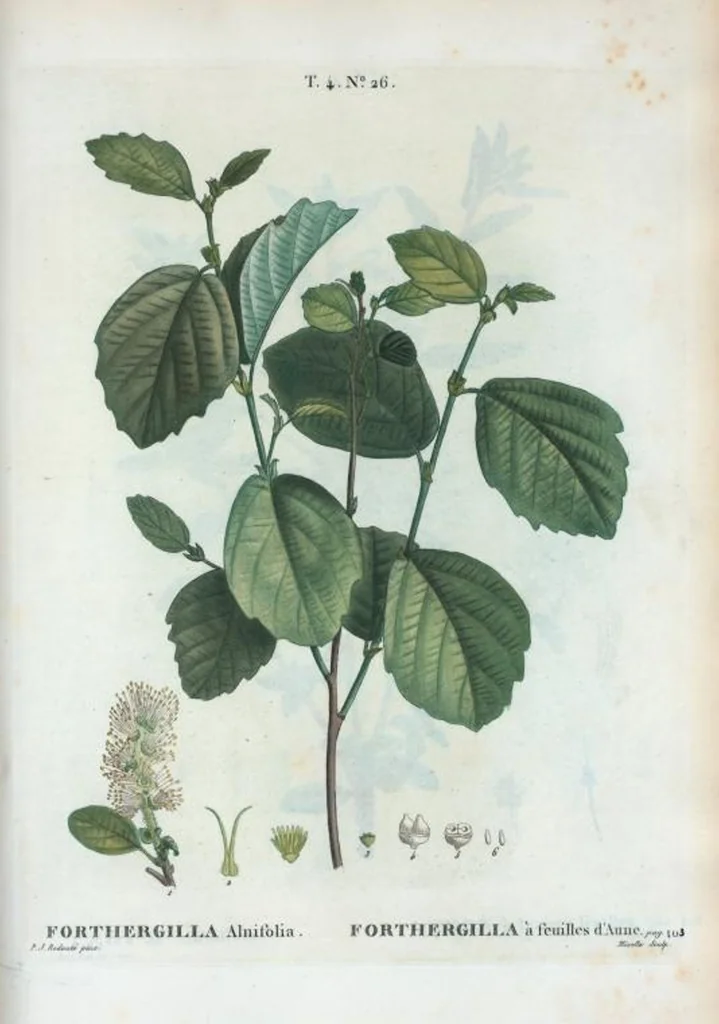 An illustration from Nouveau Duhamel, 1801, leaf 223