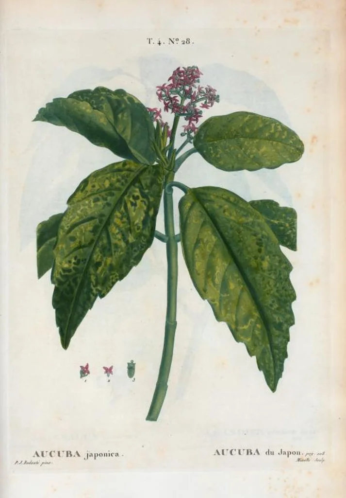 An illustration from Nouveau Duhamel, 1801, leaf 225