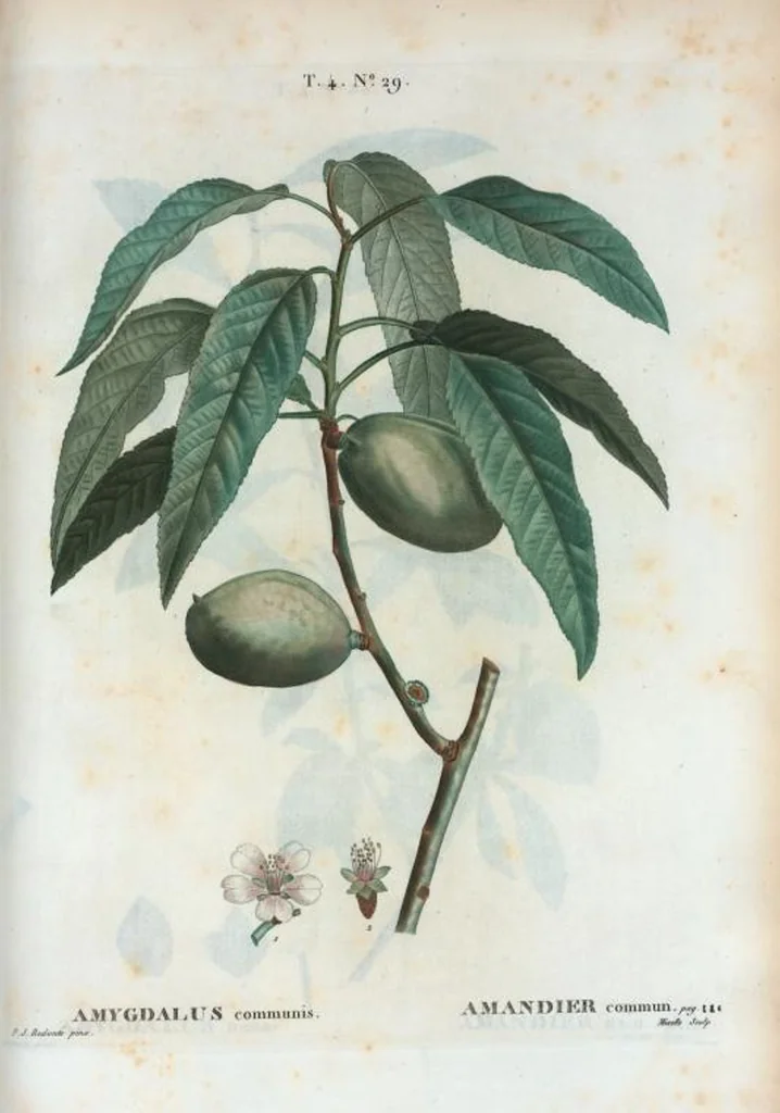 An illustration from Nouveau Duhamel, 1801, leaf 226