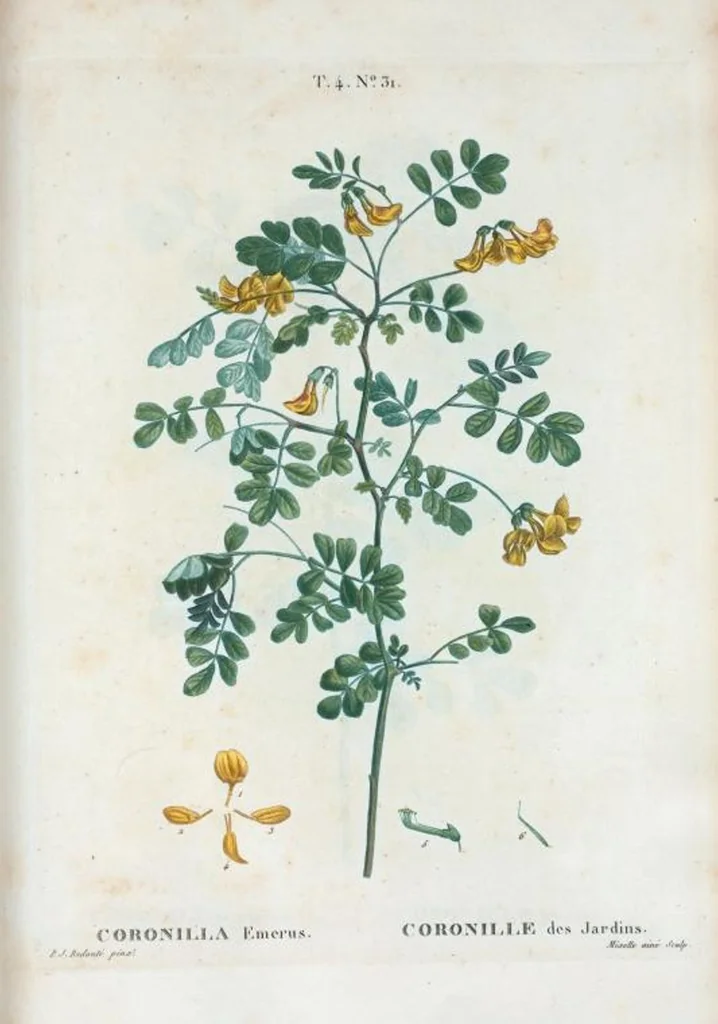 An illustration from Nouveau Duhamel, 1801, leaf 228