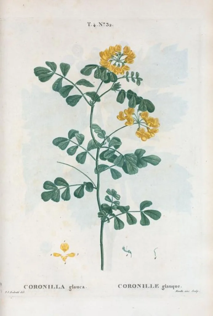 An illustration from Nouveau Duhamel, 1801, leaf 229
