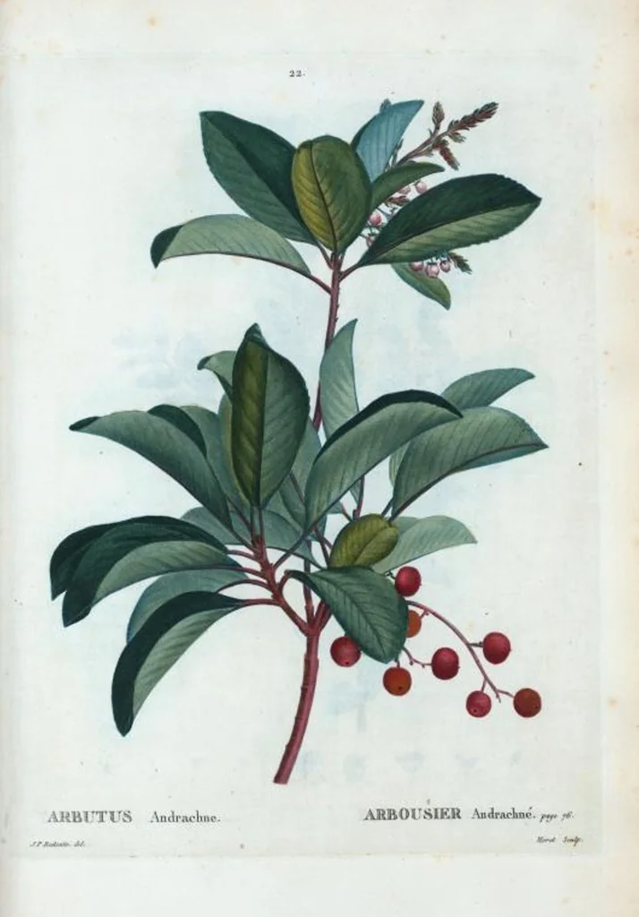 An illustration from Nouveau Duhamel, 1801, leaf 23
