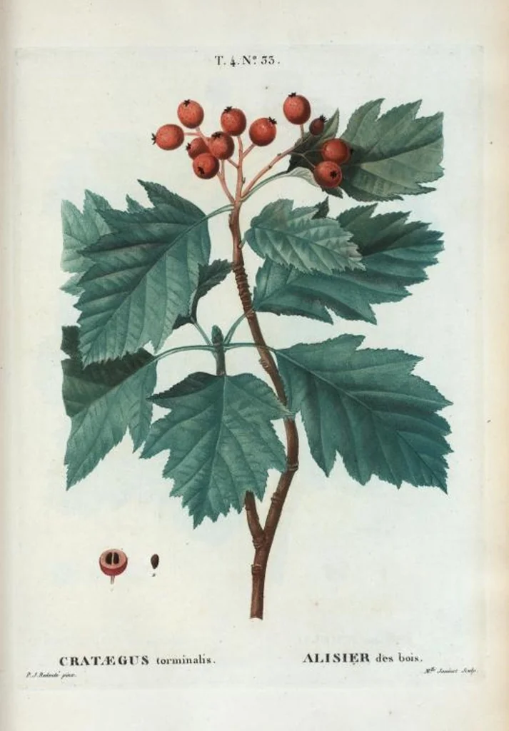 An illustration from Nouveau Duhamel, 1801, leaf 230