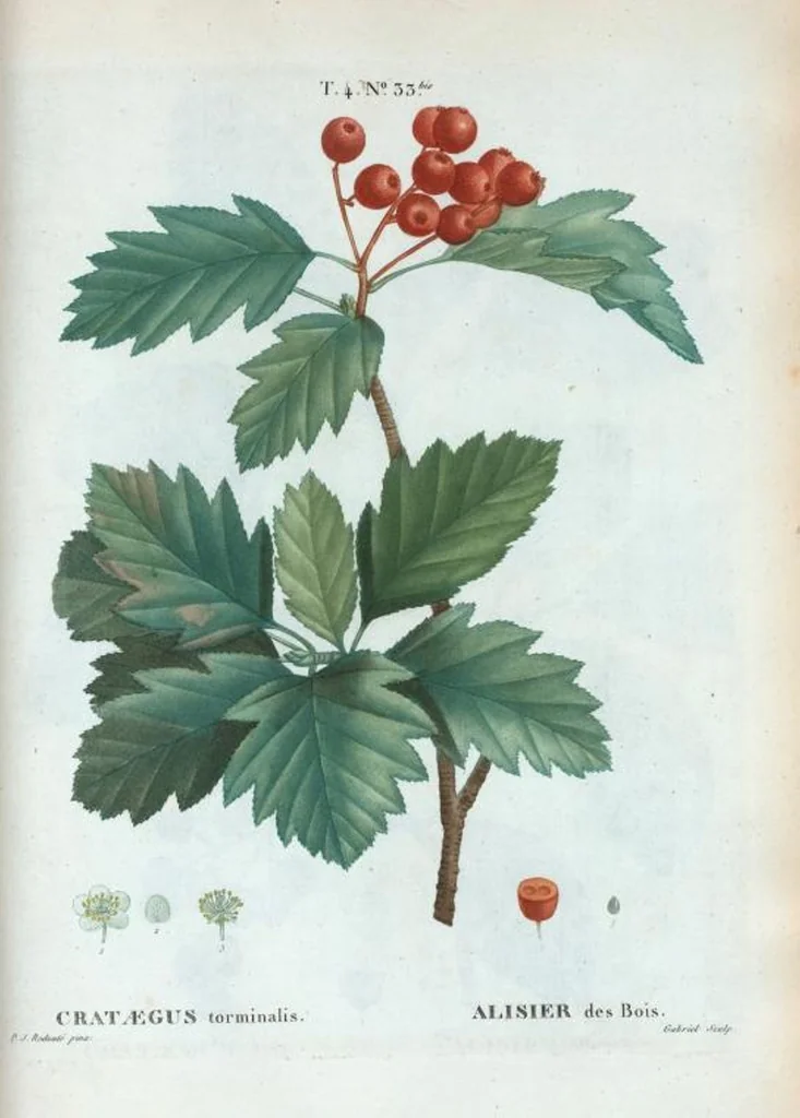 An illustration from Nouveau Duhamel, 1801, leaf 231