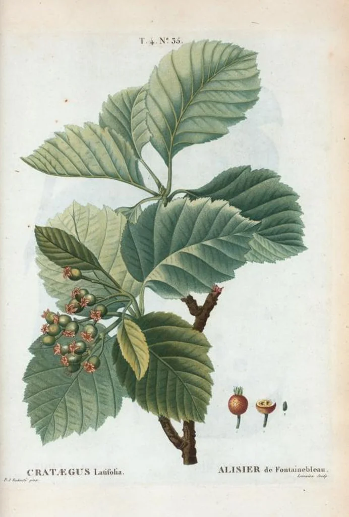 An illustration from Nouveau Duhamel, 1801, leaf 233
