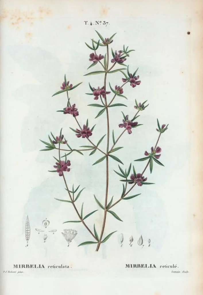 An illustration from Nouveau Duhamel, 1801, leaf 235