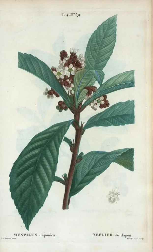 An illustration from Nouveau Duhamel, 1801, leaf 237