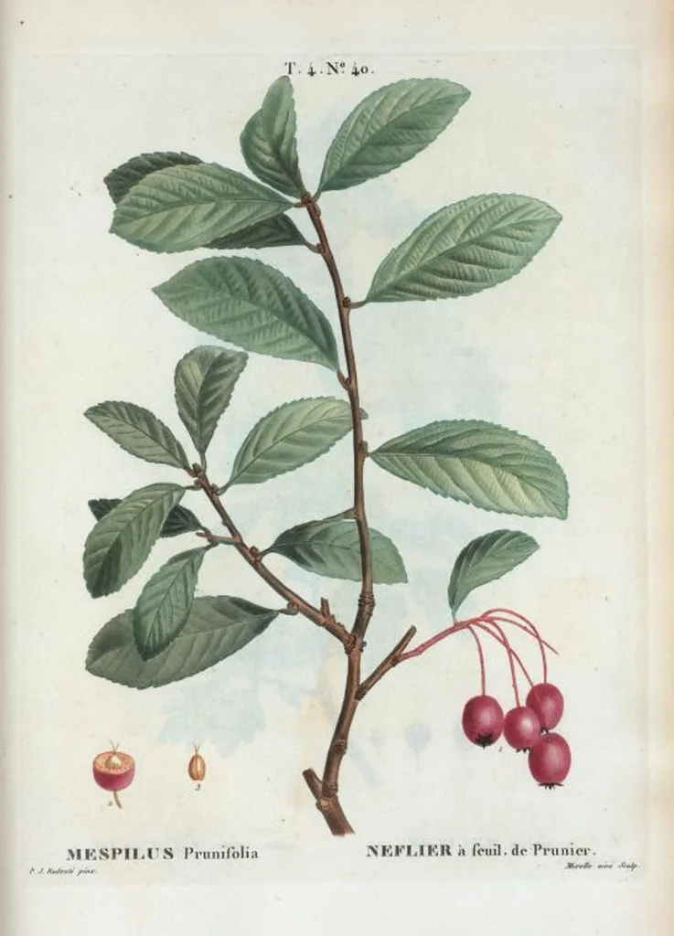 An illustration from Nouveau Duhamel, 1801, leaf 238